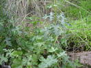photo thumbnail #5