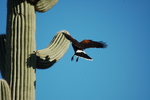 photo thumbnail #3