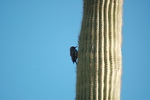 photo thumbnail #7