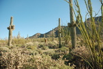 photo thumbnail #10