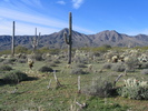 photo thumbnail #5