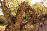 photo thumbnail #4