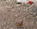 photo thumbnail #11