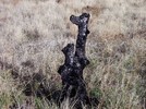 photo thumbnail #2