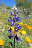 photo thumbnail #6