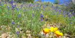 photo thumbnail #10