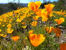 photo thumbnail #13