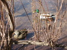 photo thumbnail #10