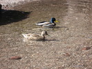 photo thumbnail #14