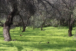 photo thumbnail #8