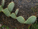 photo thumbnail #8