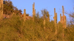 recent photo