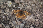 photo thumbnail #4