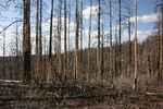 photo thumbnail #12