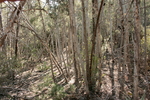 photo thumbnail #13