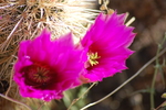 photo thumbnail #7