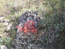 photo thumbnail #6