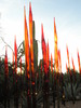photo thumbnail #15