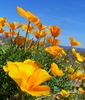 photo thumbnail #12