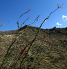 photo thumbnail #10