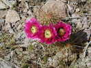 photo thumbnail #10