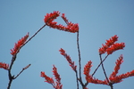 photo thumbnail #10