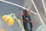 photo thumbnail #2