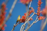 photo thumbnail #4
