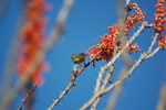 photo thumbnail #8