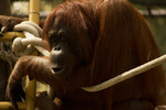 photo thumbnail #9
