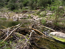 2009-04-04 :2: Pinal Creek Canyon :: ssk44