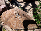 photo thumbnail #12