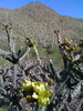 photo thumbnail #5