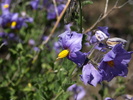 photo thumbnail #11