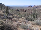 photo thumbnail #4