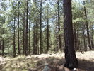 photo thumbnail #10