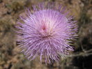 photo thumbnail #11