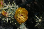 photo thumbnail #2