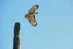 photo thumbnail #14