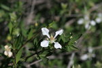 photo thumbnail #15