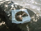 photo thumbnail #15