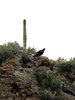 photo thumbnail #15
