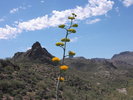 photo thumbnail #15