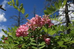 photo thumbnail #8