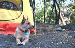 photo thumbnail #9