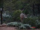 photo thumbnail #5