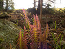 photo thumbnail #12