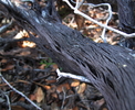 photo thumbnail #10