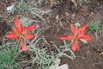 photo thumbnail #3