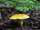 photo thumbnail #4